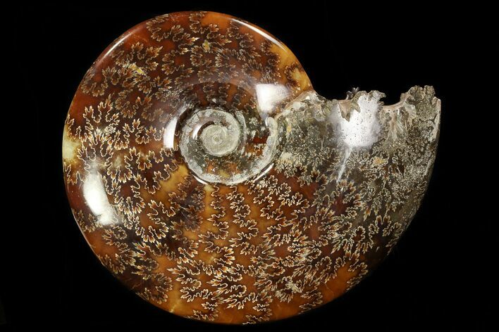 Polished, Agatized Ammonite (Cleoniceras) - Madagascar #78346